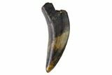 Partially Rooted Raptor Tooth - Judith River Formation #144896-1